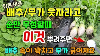 배추무가 웃자라고 순만 무성할때 이것 뿌려줘야 배추속이 꽉차고 크고굵은 무가 됩니다 #배추농사