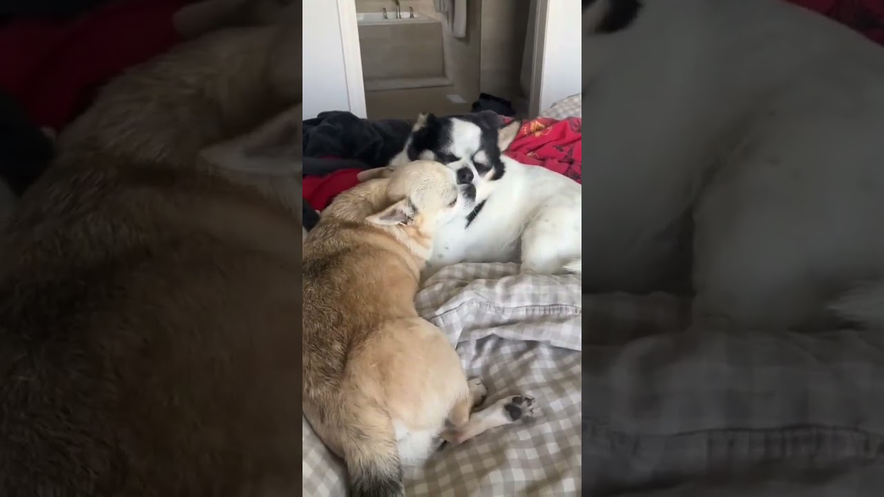 Cera and Ducky, a ADOPTABLE Chihuahua in Calgary, AB video 6/6
