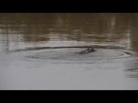 Djuma: Hippo playing with stick in the water.- 18:22 - 03/13/20