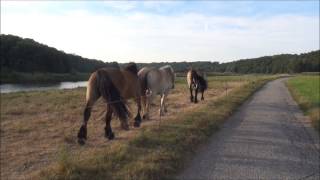 preview picture of video 'Höfgen, Saxony, Germany'