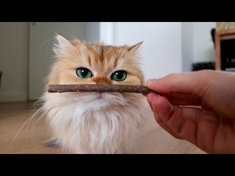 SILVER VINE / MATATABI STICKS FOR CATS | TESTING OUT