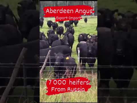 , title : '7000 голов породы Абердин Ангус. Экспорт и Импорт крупно рогатого скота'