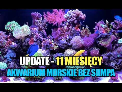 (70) Glossy Reef 200 / Update 11 miesięcy - Akwarium morskie bez sumpa - Reef aquarium