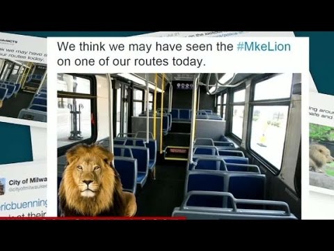 Mystery 'lion' on the loose in Milwaukee