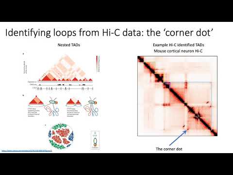 MCB 182 Lecture 10.7 - Chromatin looping, loop extrusion model