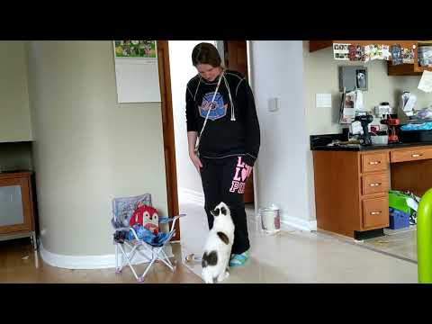 My cat jumps into my arms for many hugs.