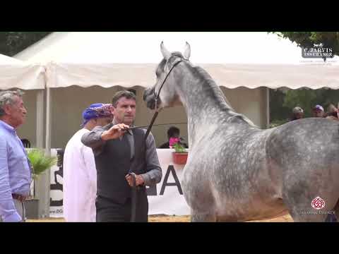 N 25 THARWAT AL BAYDAA   Lebanese Arabian Horse Championship 2023   Mares 4+ Years Old Class 4