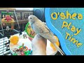 Cute Talking Baby Bird Playtime Fun Parakeet Budgie Talks Over 200 Words Over 50 Phrases