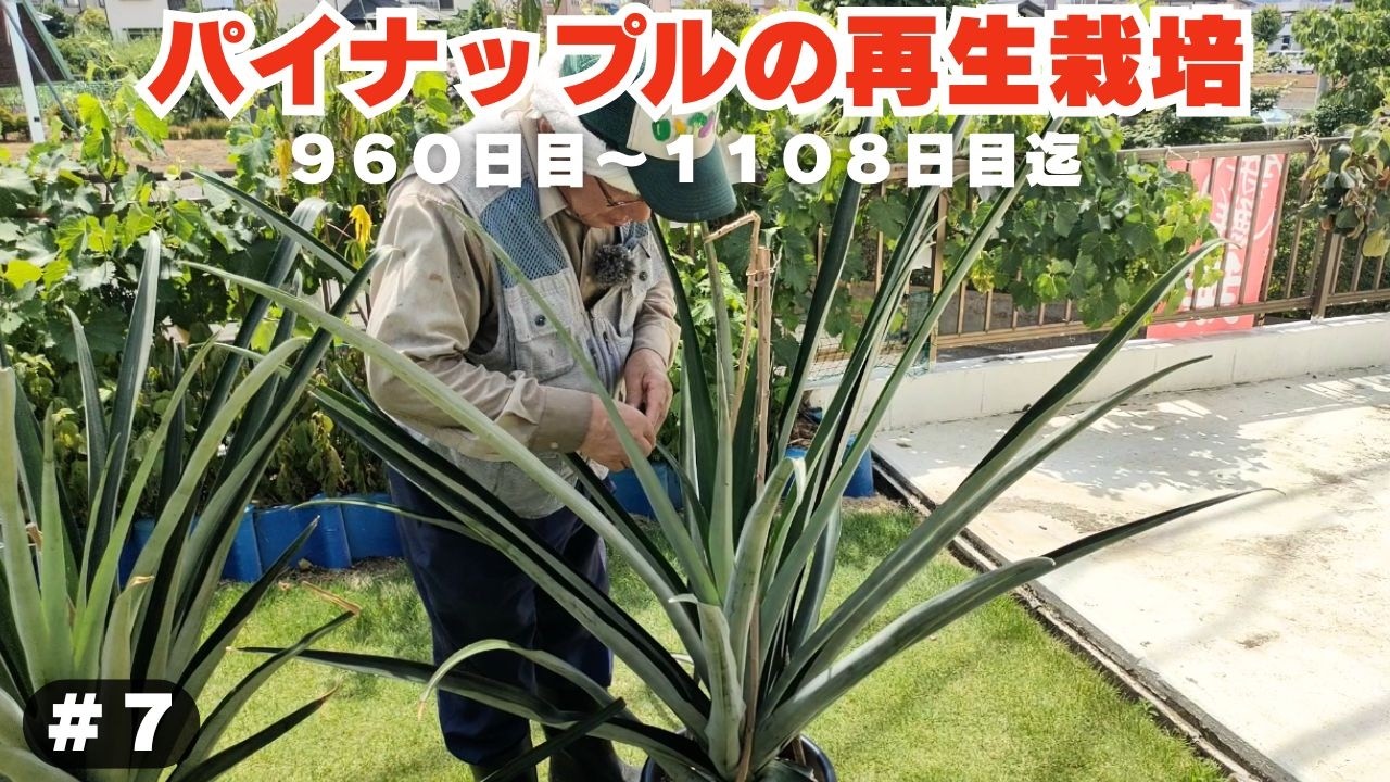 パイナップル再生栽培＃７【９６０日目～１１０８日目迄の生長と管理】関東地方での栽培　2025/3/29　4/22　5/17　6/29　7/27　8/24