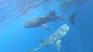 preview picture of video 'WHALE SHARKS encounter (Full HD 1080p). Teluk Cenderawasih, Nabire, Papua West, Indonesia'