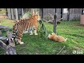 Mila and Mazy Playing Outside - Watch Them Live On The Giant Tiger Cam