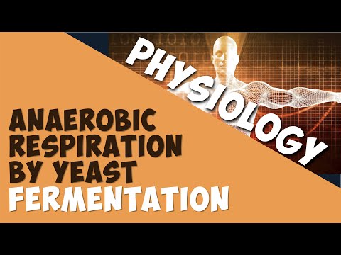 Anaerobic respiration by yeast – fermentation | Physiology | Biology | AddyESchool