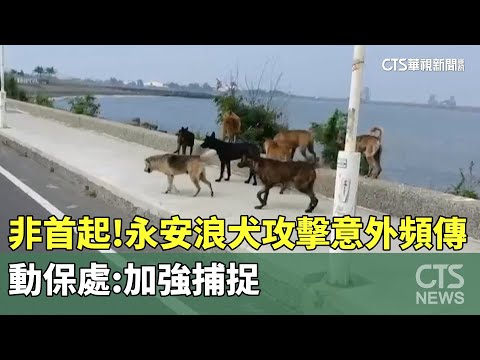 非首起！　永安浪犬攻擊意外頻傳　動保處：加強捕捉