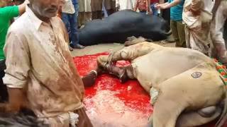 Camel Qurbani in Pakistan - S.R Cattle