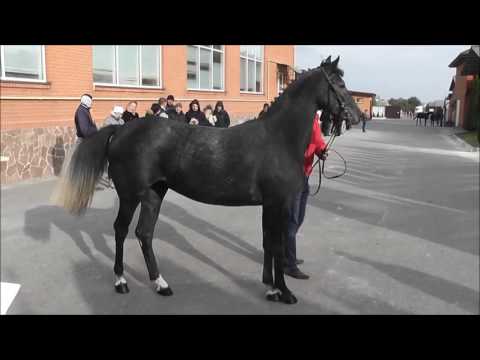 Nr.13 Stute v. Cornet Obolensky - Lancer lll - Orlando *2014