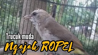 Download lagu Pancingan trucuk ombyokan dg TRUCUKAN MUDA BELAJAR BUNYI ngajak ROPEL GACOR mp3 Download lagu Pancingan trucuk ombyokan dg TRUCUKAN MUDA BELAJAR BUNYI ngajak ROPEL GACOR mp3