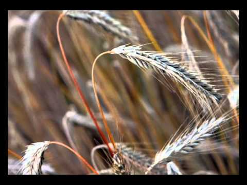 A.Lihtenbergs Ai, jūs rudzi