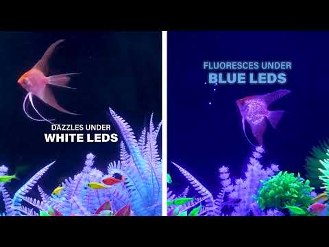 Starfire Red Angelfish - GloFish