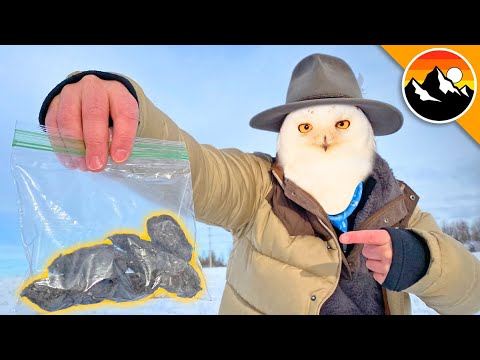 WHAT DID I FIND?! – Dissecting Snowy Owl Pellets!