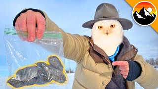 WHAT DID I FIND?! - Dissecting Snowy Owl Pellets!