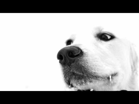 Mr. Da-Nos - The Dog