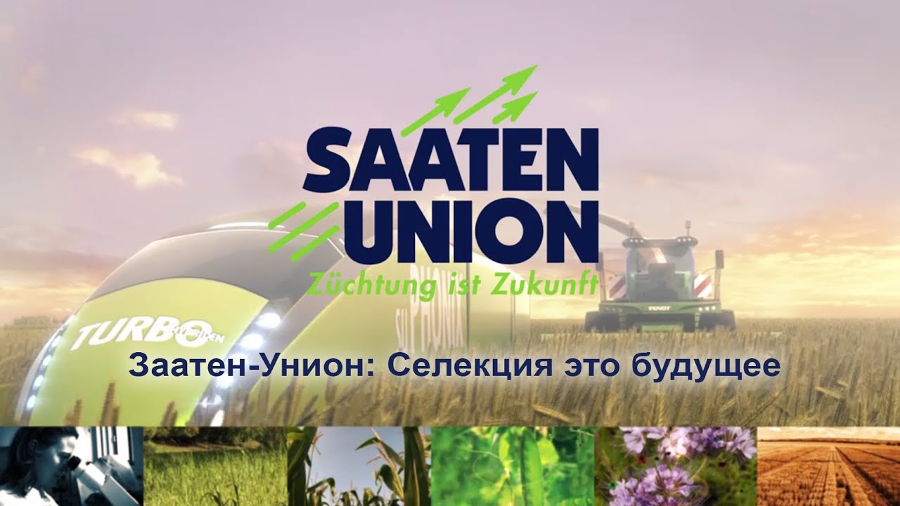 Насіння озимої пшениці МУЛАН