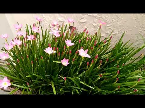 Listen Koel's singing at my courtyard.