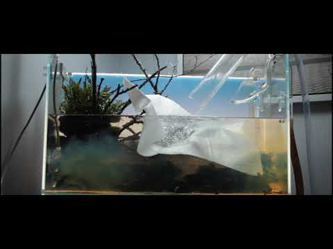 Aquarium Maintenance Session