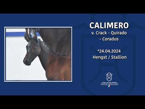 Holsteiner Fohlenmonat | Fohlen v. Crack - Quirado