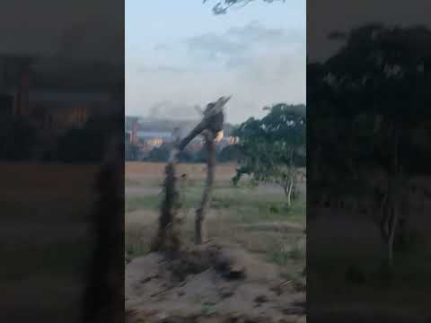 caminho da usina de mataraca paraiba