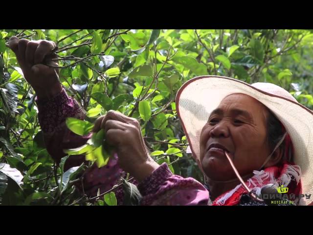 Юньнань, в поисках лучшего пуэра. Часть 3. Лаобанчжан, гора Буланшань