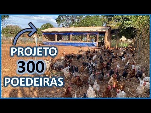 , title : 'Projeto 300 galinhas poedeiras para produção de ovos caipiras'