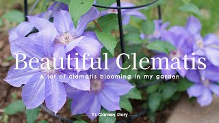 [16 varieties of clematis at my garden] Clematis special feature [Gardening at T's Garden]