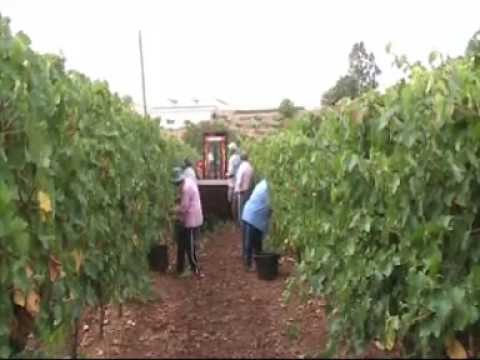 Imenso Sul - Adega Cooperativa de Borba