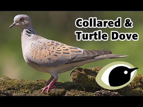 BTO Bird ID - Collared Dove & Turtle Dove