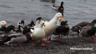 preview picture of video 'Ducks at the lake canon 5d mark 2 paperelle Marta (Italy) full hd'