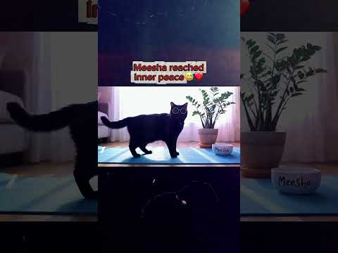 Yoga with Meesha the cat
