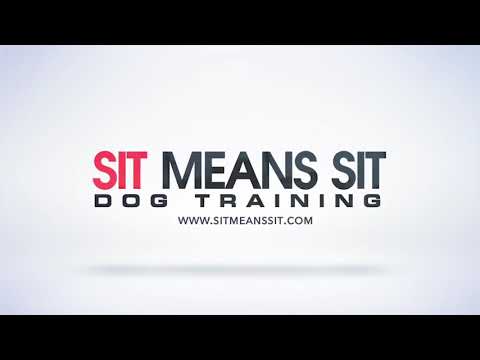 Sit Means Sit Dog Training video.
