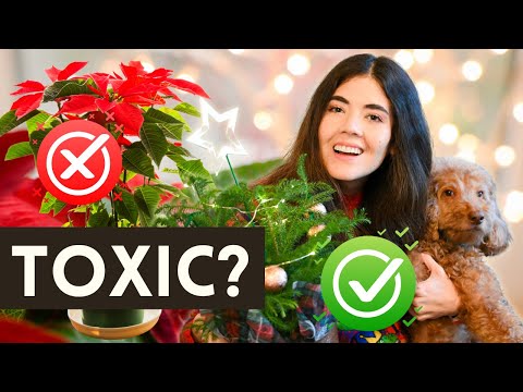 3rd YouTube video about are zinnias poisonous to dogs