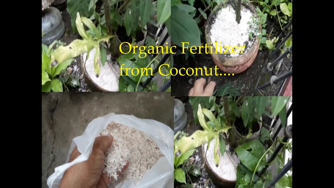 Organic Fertilizer from Sapal ng Niyog