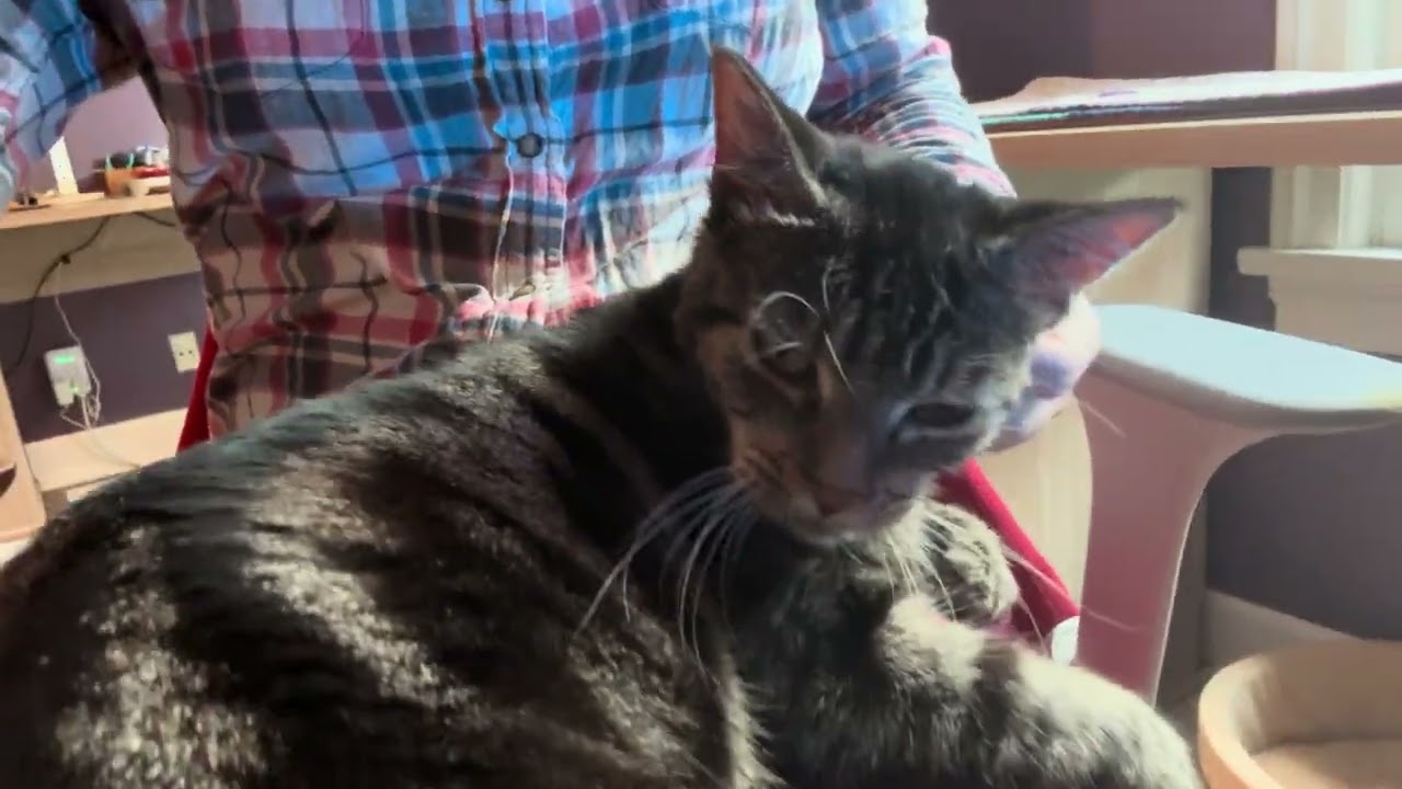 Enlarge Linus, a Adoptable Domestic Short Hair in Portland, OR video 6/6