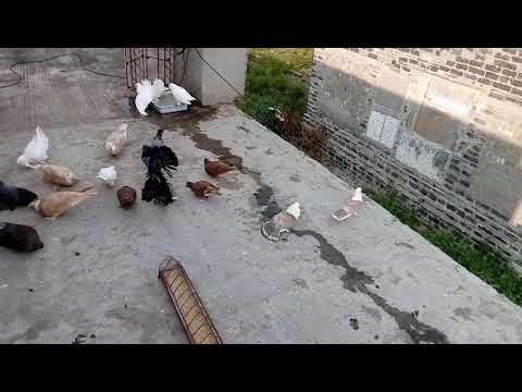 Khan Pigeons