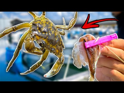 Fishing CRAB - How Do You Catch Them!? | Team Galant