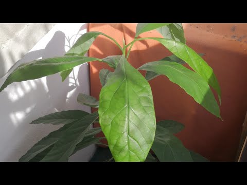 Avocadopflanze Sonnenbrand