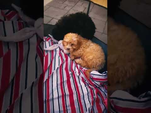 Cavapoo Welpe kaufen