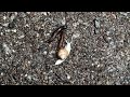 The Race Of The Slugs And The Snail By YTRM