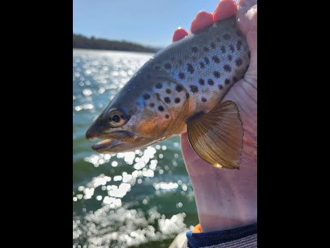 The Highland Fly