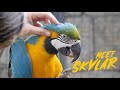 Blue And Gold Macaw