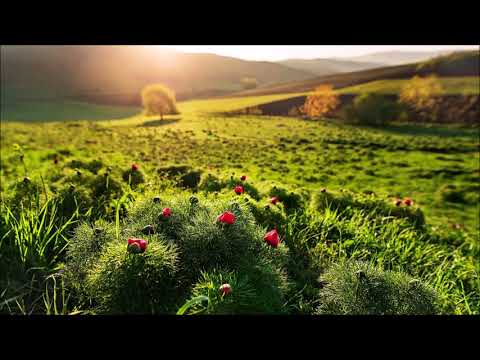 Cafe De Anatolia Meditation - 1 HOUR Beautiful Orient Calming Music I Música Relajante I DNA Repair
