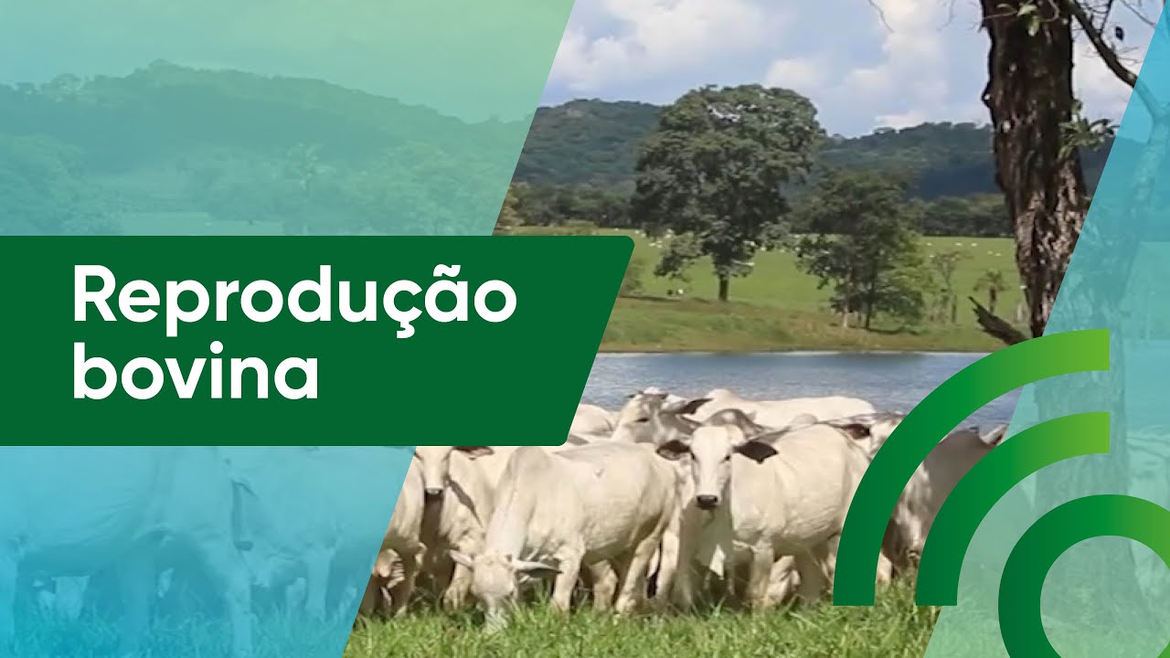 FIV em bovinos I #OurofinoEmCampo I 10/06/2023